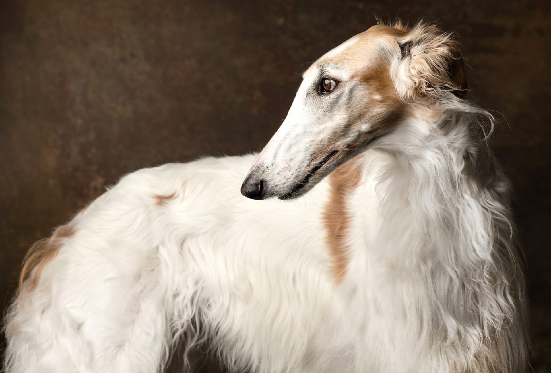 Borzoi at 750 x 1334 iPhone 6 size wallpapers HD quality
