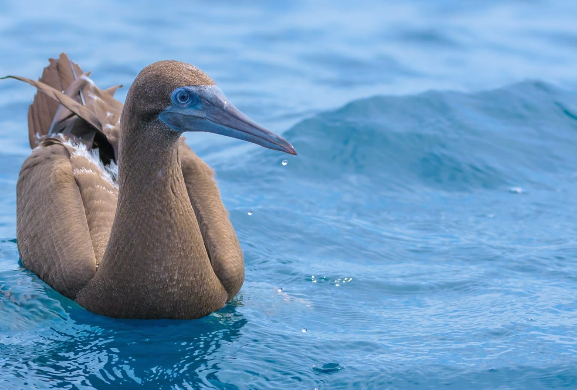 Brown Booby wallpapers HD quality
