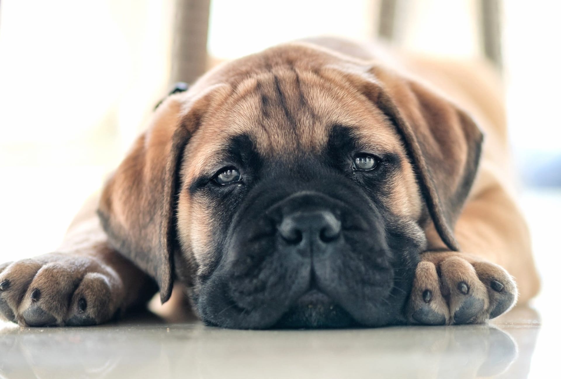 Bullmastiff at 750 x 1334 iPhone 6 size wallpapers HD quality