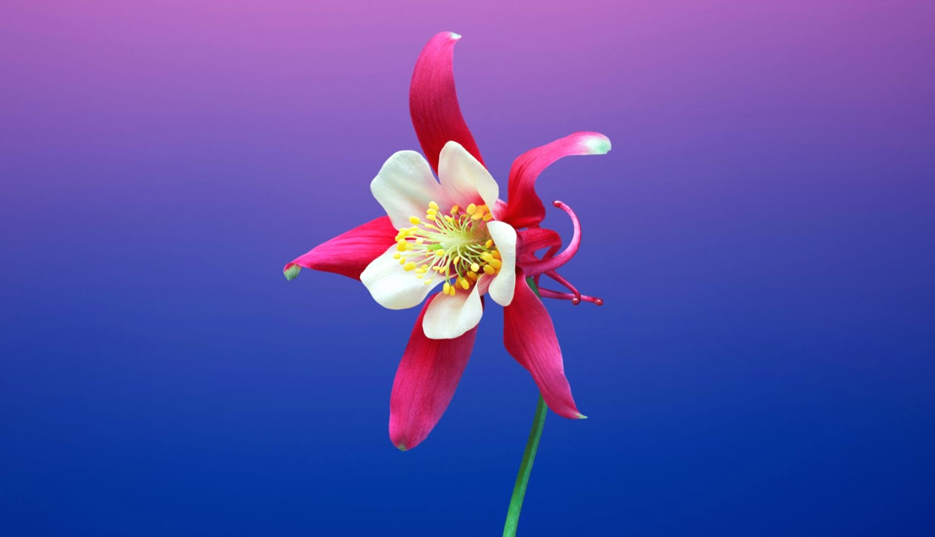 Columbine at 1280 x 960 size wallpapers HD quality