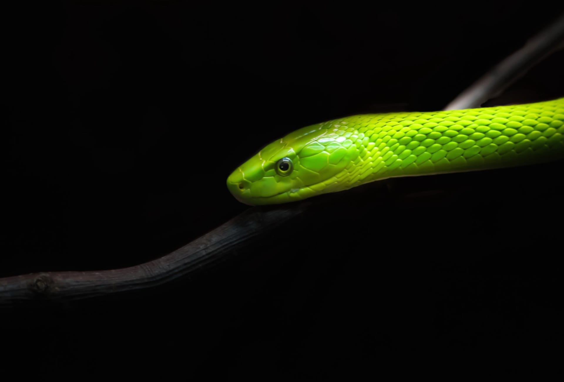 Eastern green mamba at 640 x 960 iPhone 4 size wallpapers HD quality