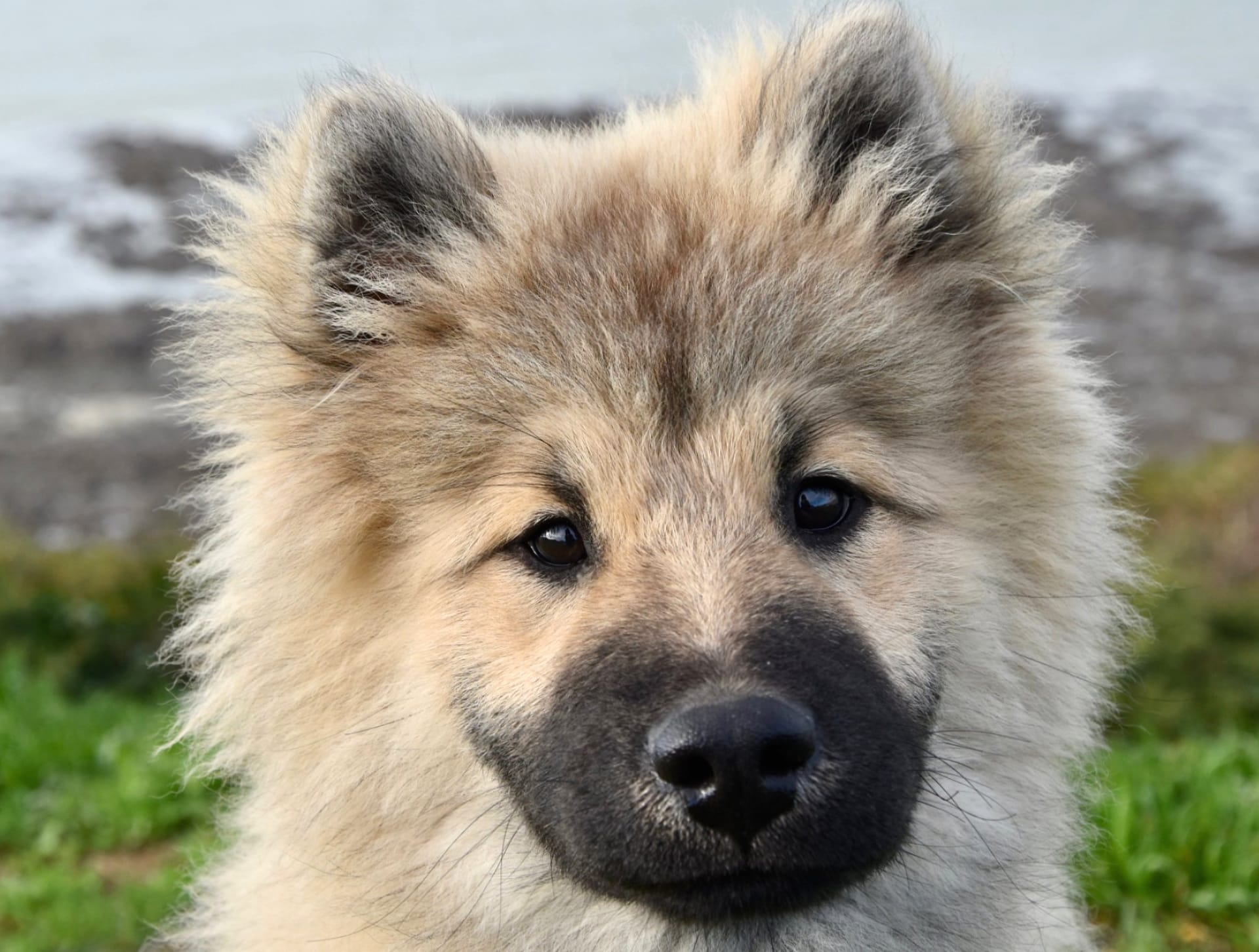 Eurasier wallpapers HD quality