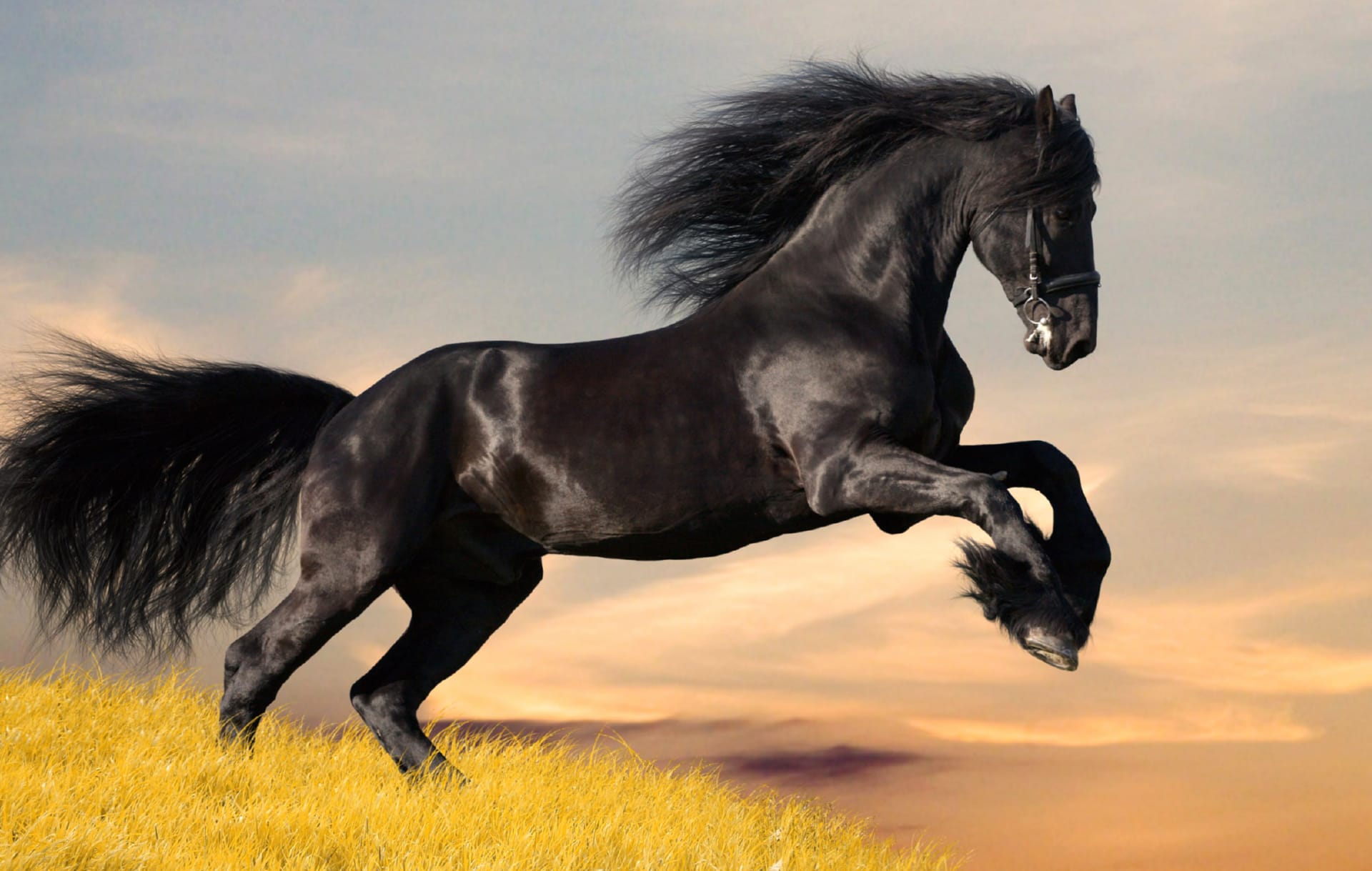 Friesian horse at 1024 x 1024 iPad size wallpapers HD quality