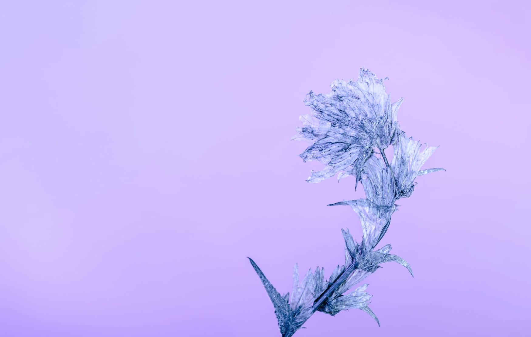 Frost at 1600 x 1200 size wallpapers HD quality