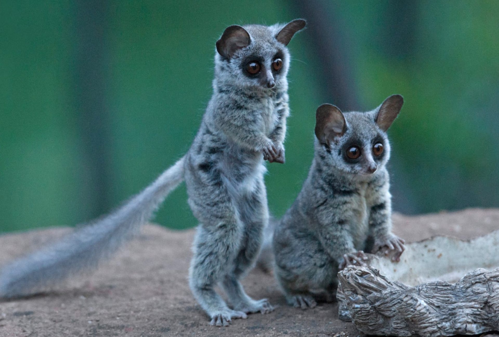 Galago wallpapers HD quality