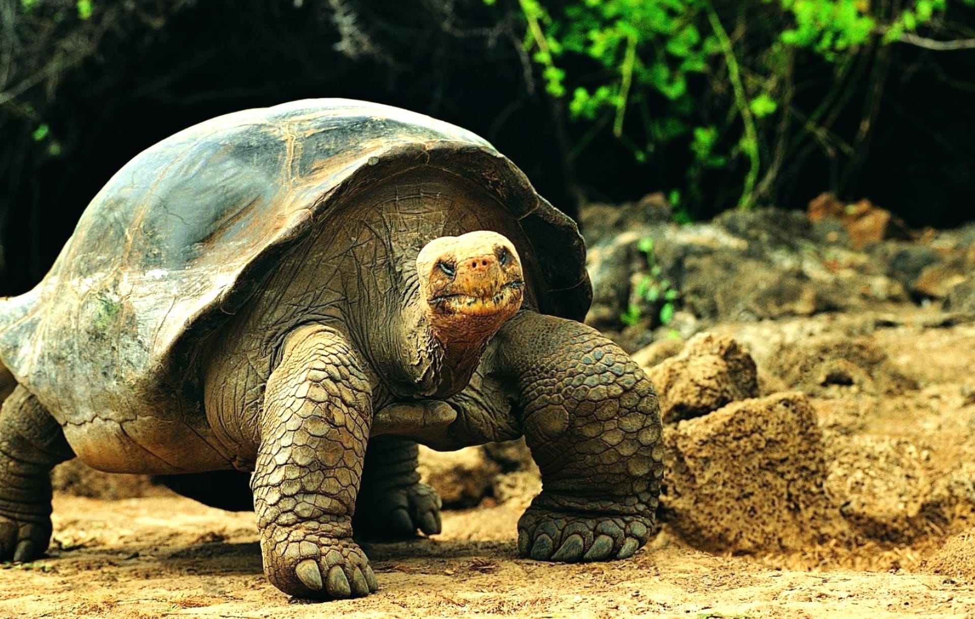 Galapagos Tortoise at 640 x 1136 iPhone 5 size wallpapers HD quality