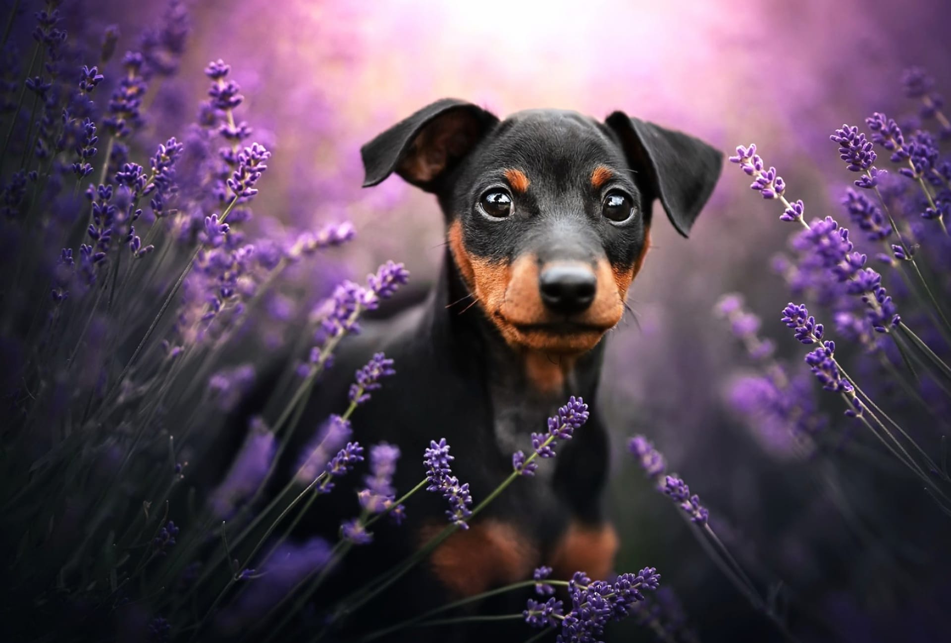 German Pinscher at 640 x 1136 iPhone 5 size wallpapers HD quality