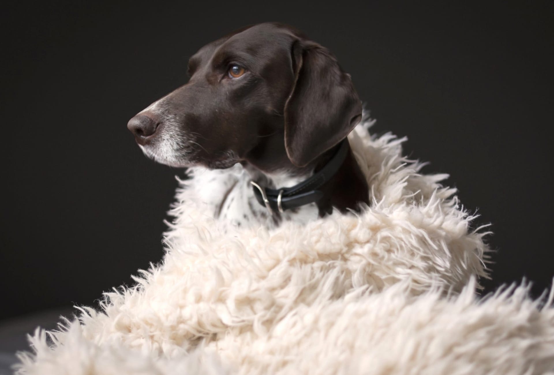 German Shorthaired Pointer wallpapers HD quality