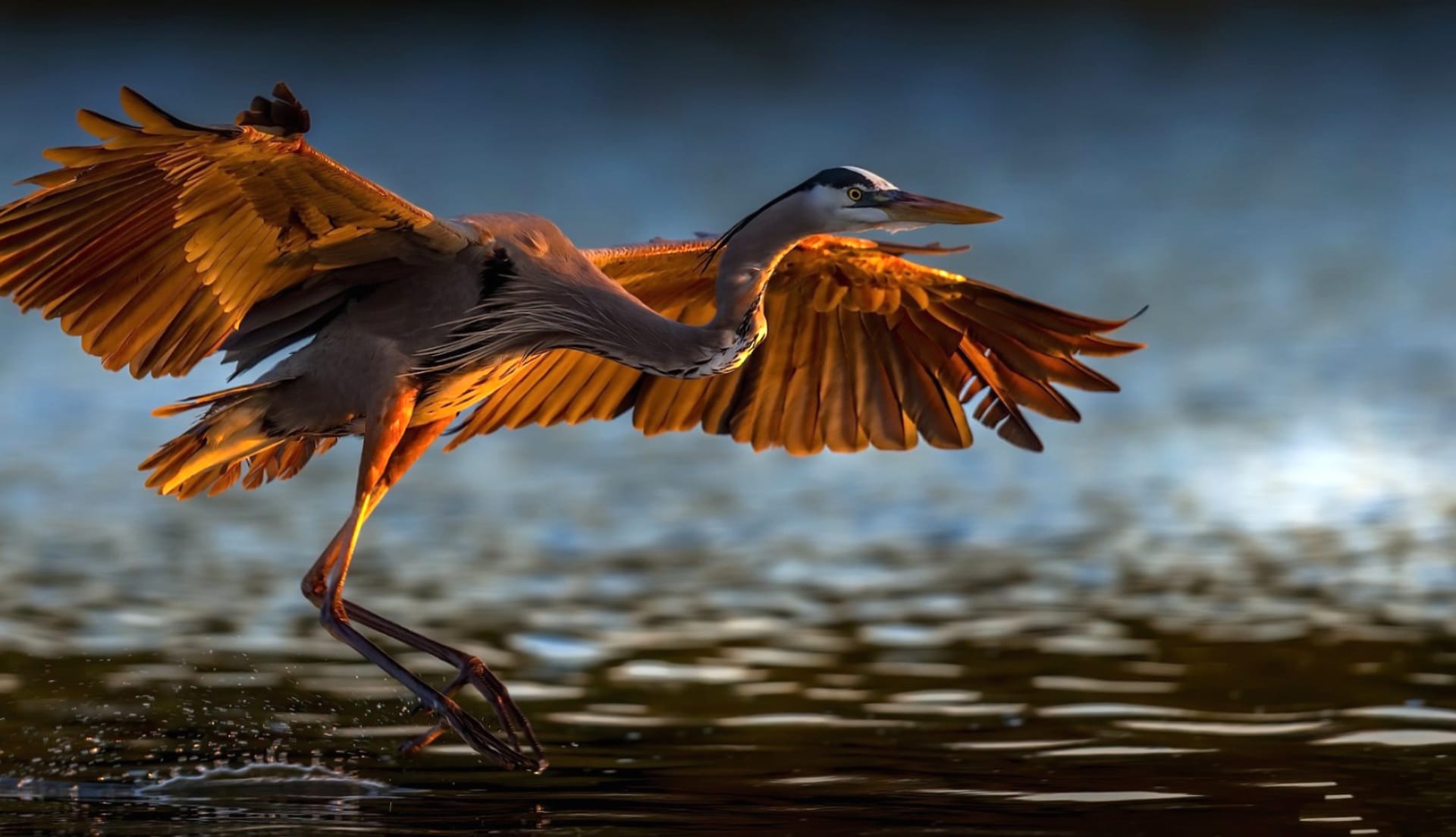 Great blue heron at 1600 x 1200 size wallpapers HD quality