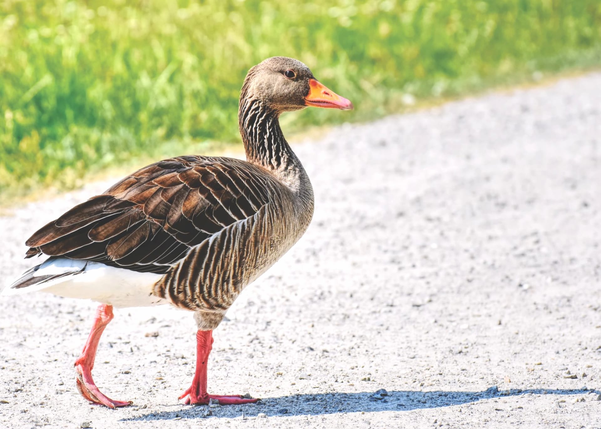 Greylag Goose at 320 x 480 iPhone size wallpapers HD quality