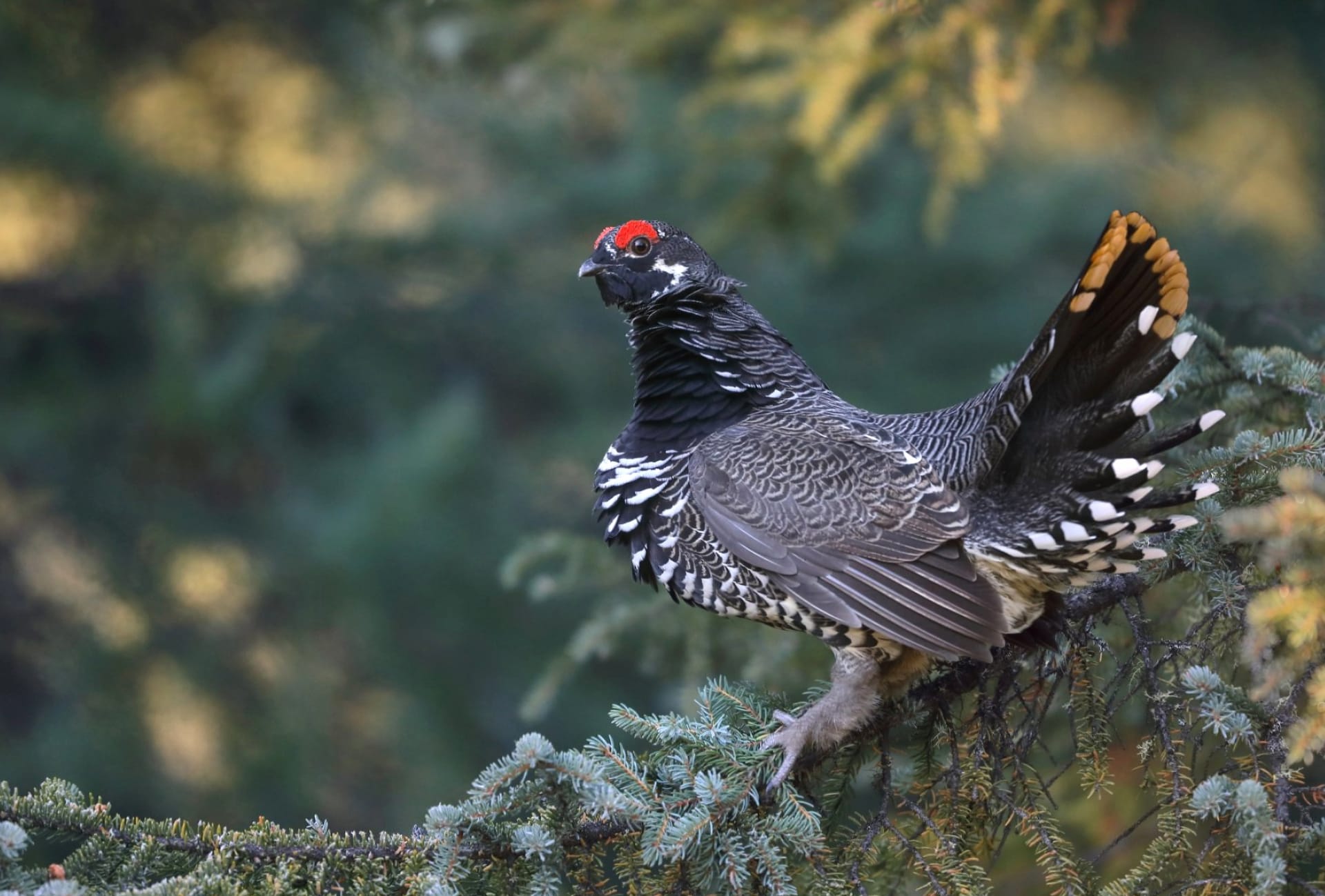 Grouse at 640 x 1136 iPhone 5 size wallpapers HD quality