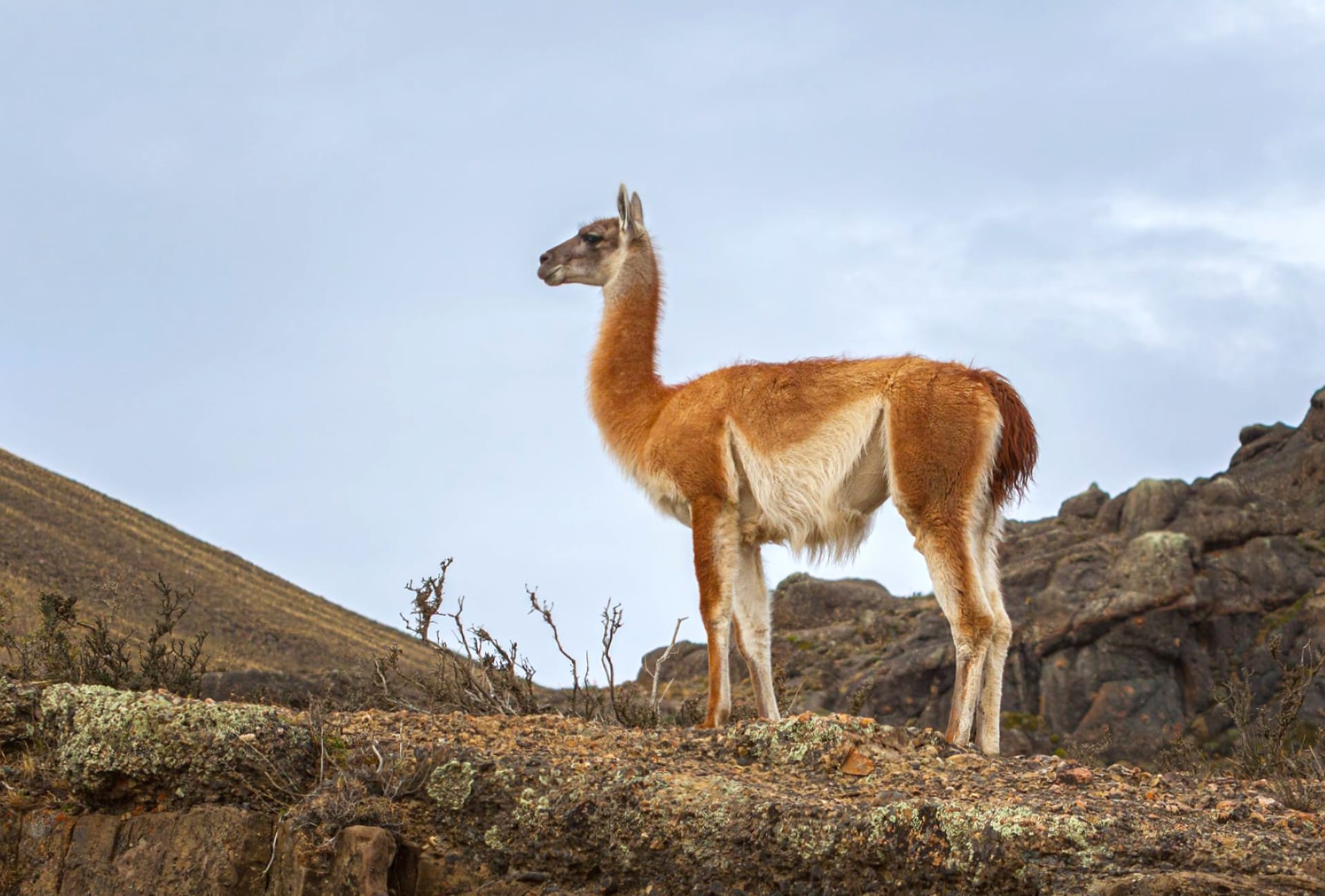 Guanaco at 1152 x 864 size wallpapers HD quality