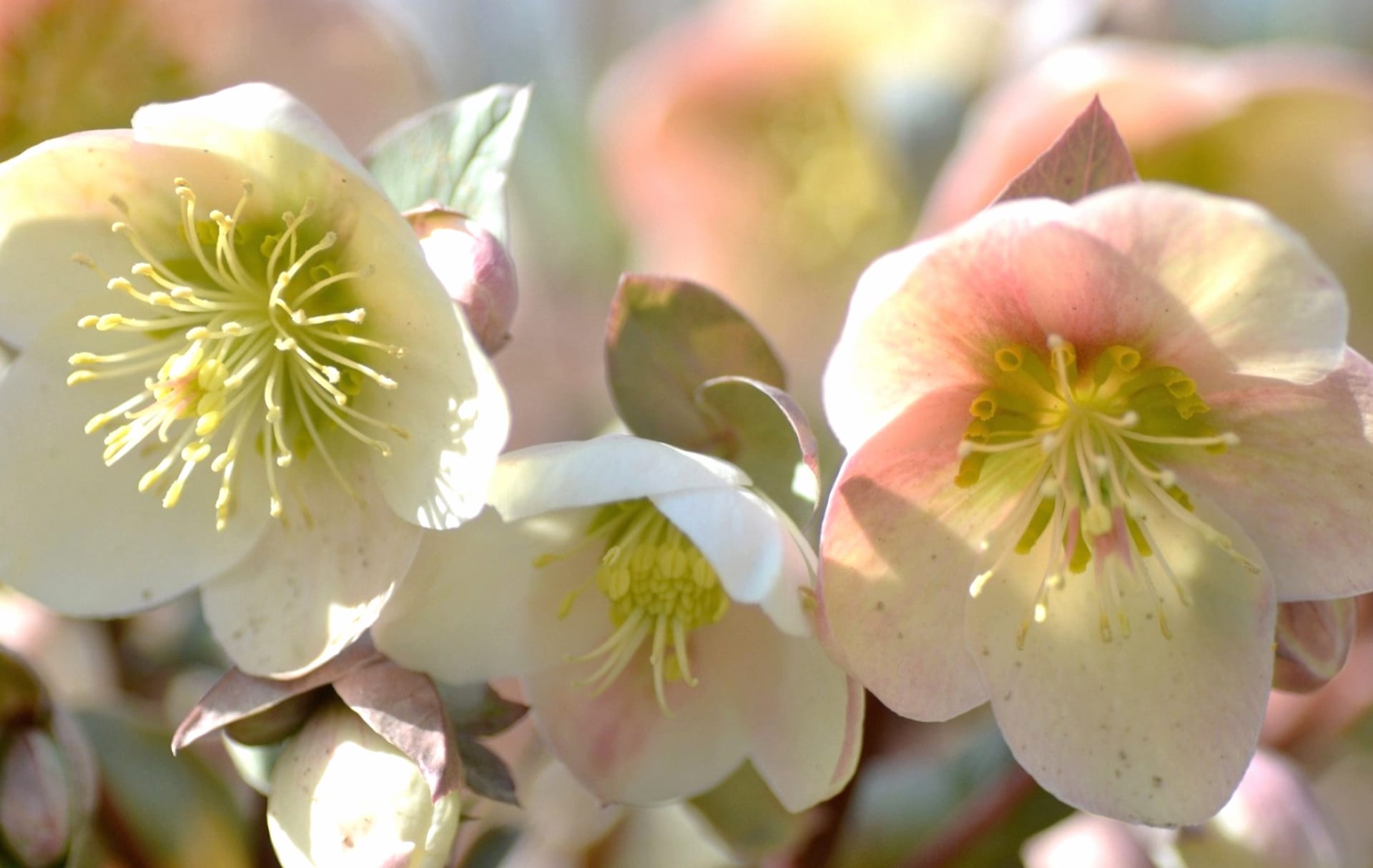 Hellebore at 1280 x 960 size wallpapers HD quality