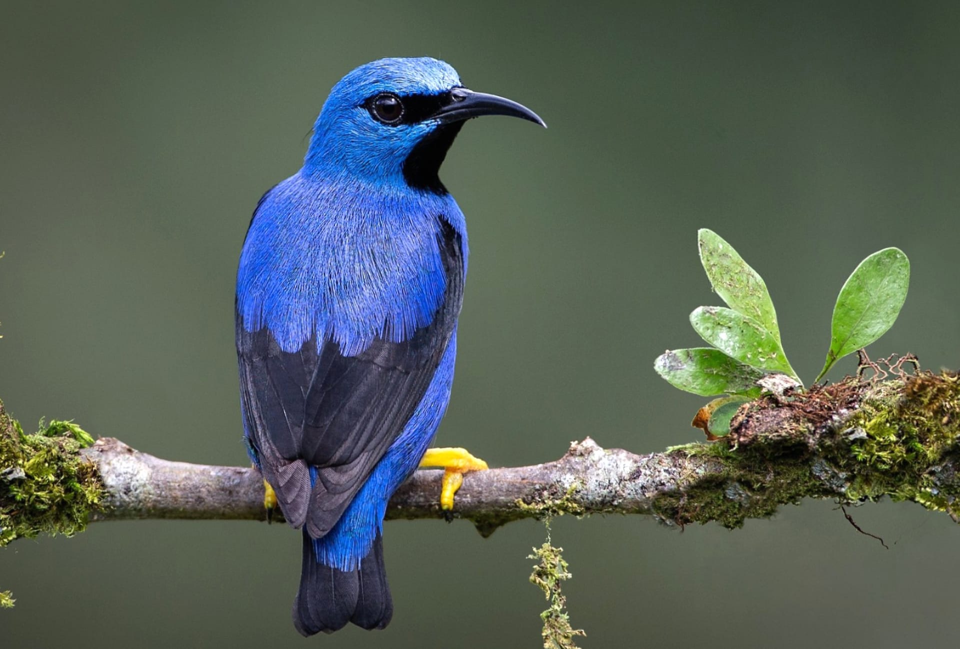 Honeycreeper wallpapers HD quality