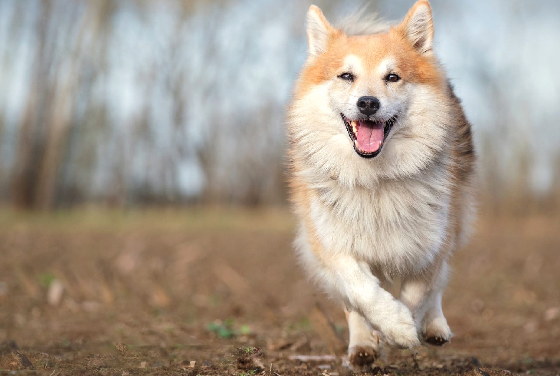 Icelandic Sheepdog wallpapers HD quality