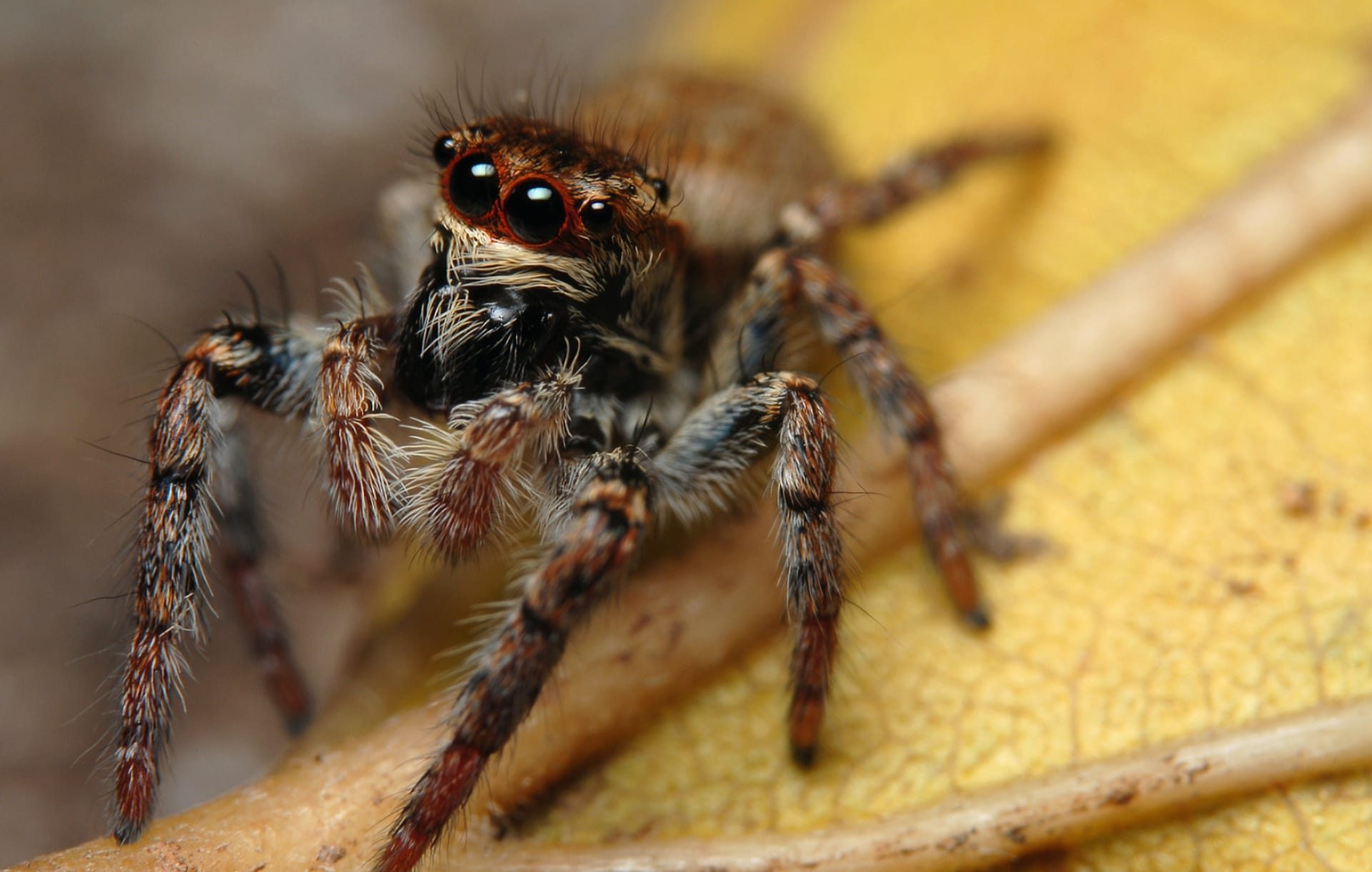 Jumping Spider at 640 x 1136 iPhone 5 size wallpapers HD quality