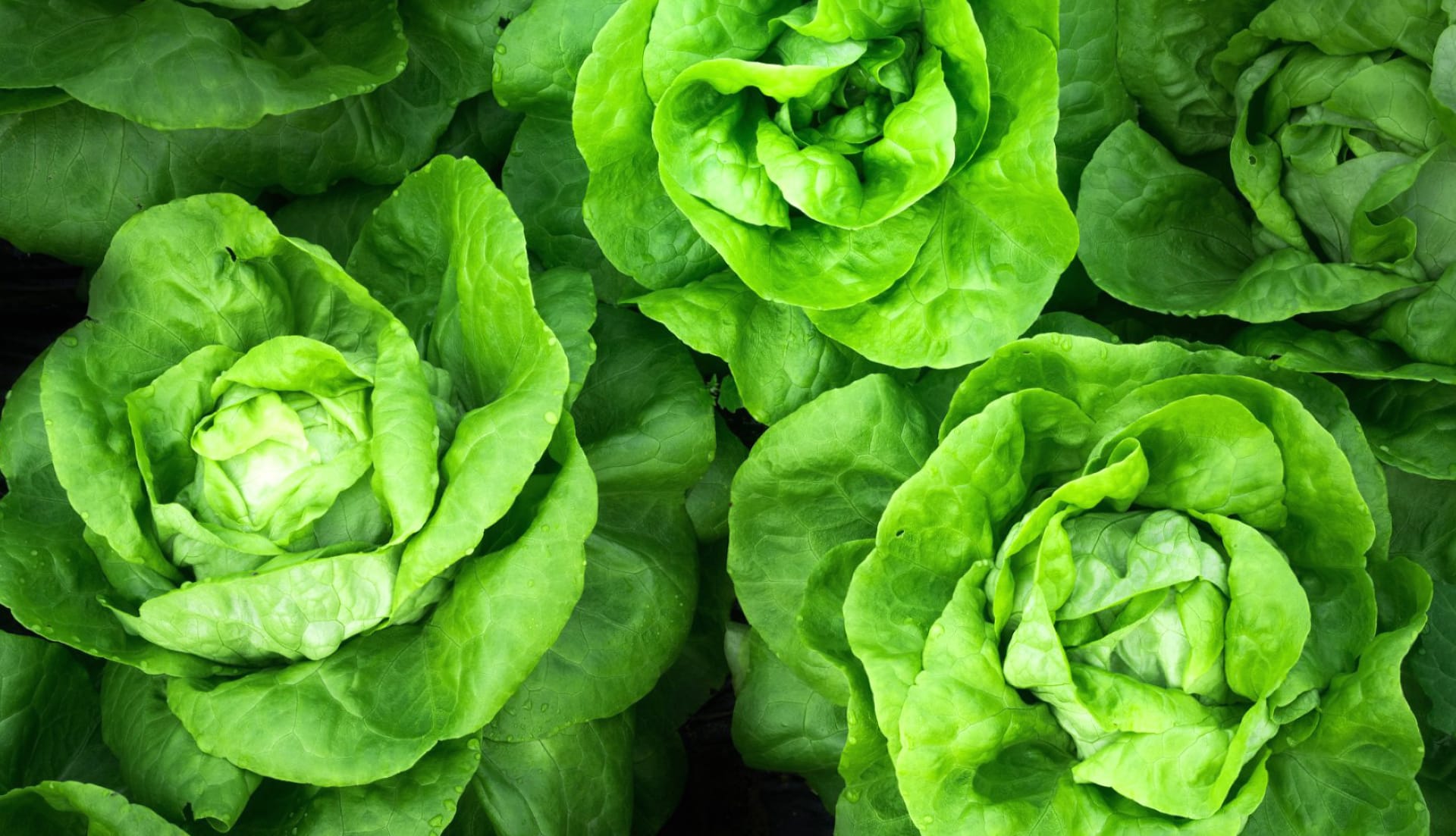 Lettuce wallpapers HD quality