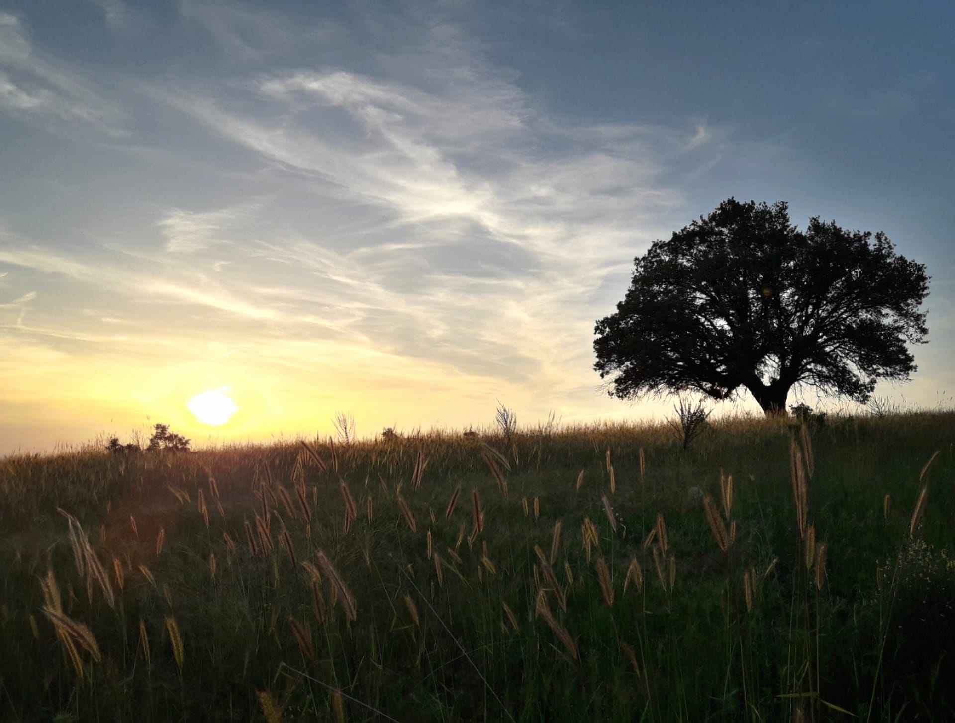 Lonely tree at 640 x 960 iPhone 4 size wallpapers HD quality