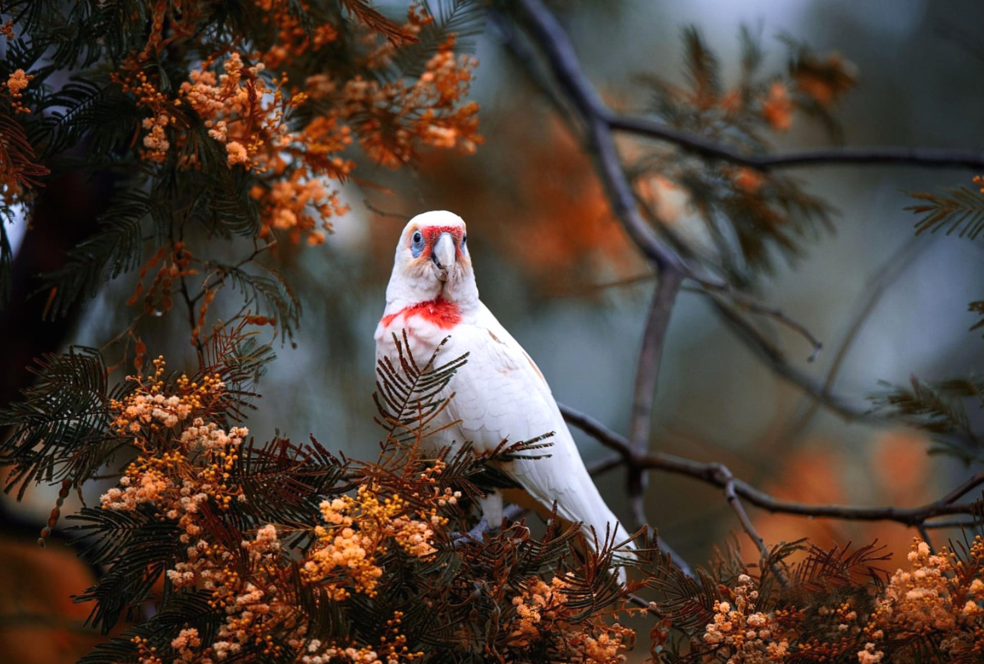 Long-billed Corella wallpapers HD quality