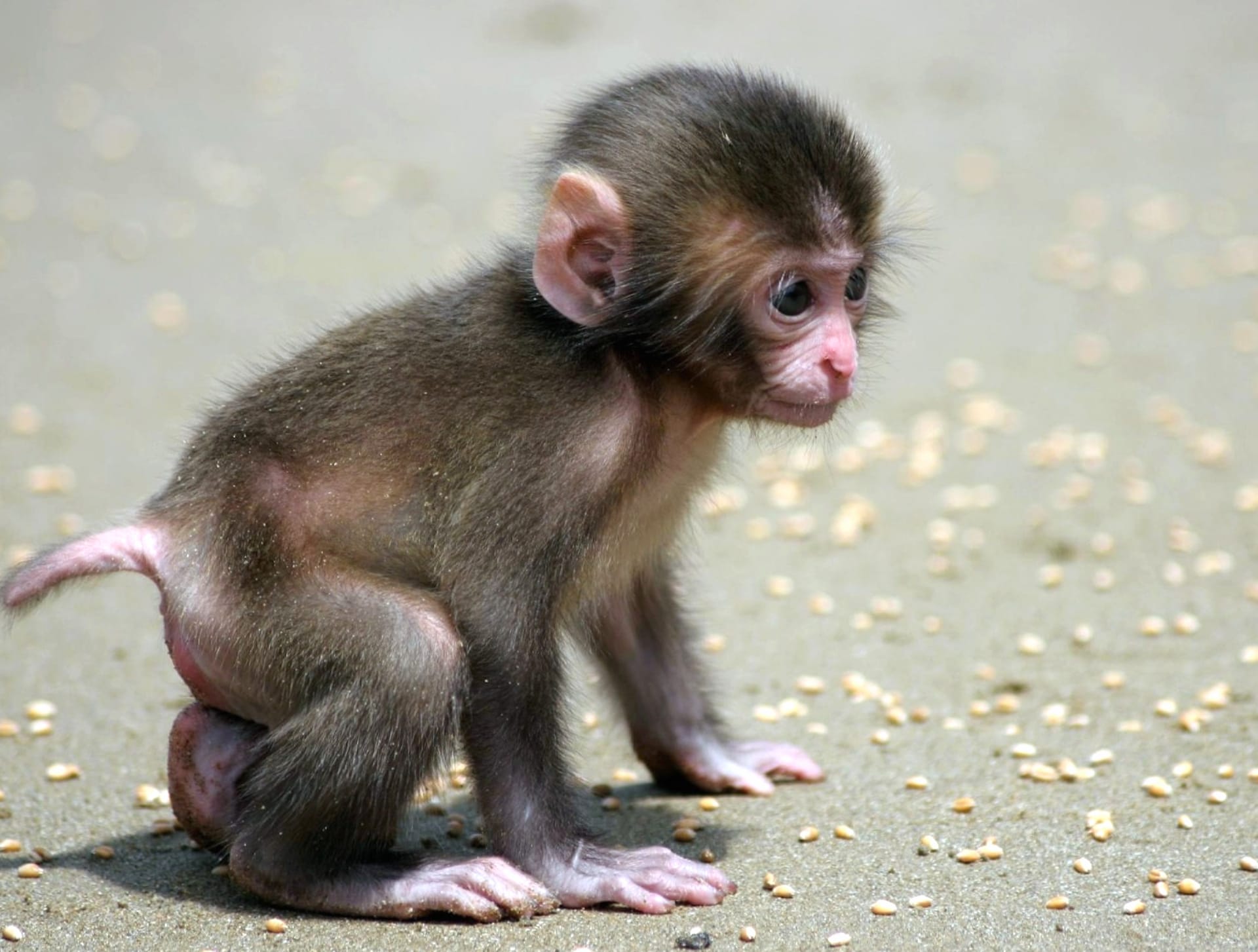 Macaque at 320 x 480 iPhone size wallpapers HD quality