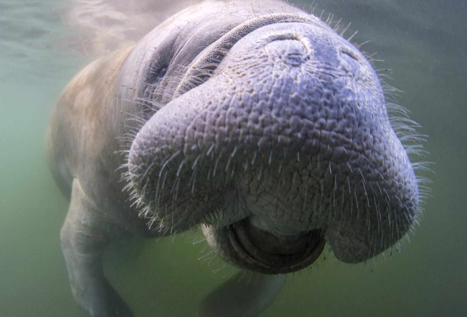 Manatee at 640 x 1136 iPhone 5 size wallpapers HD quality