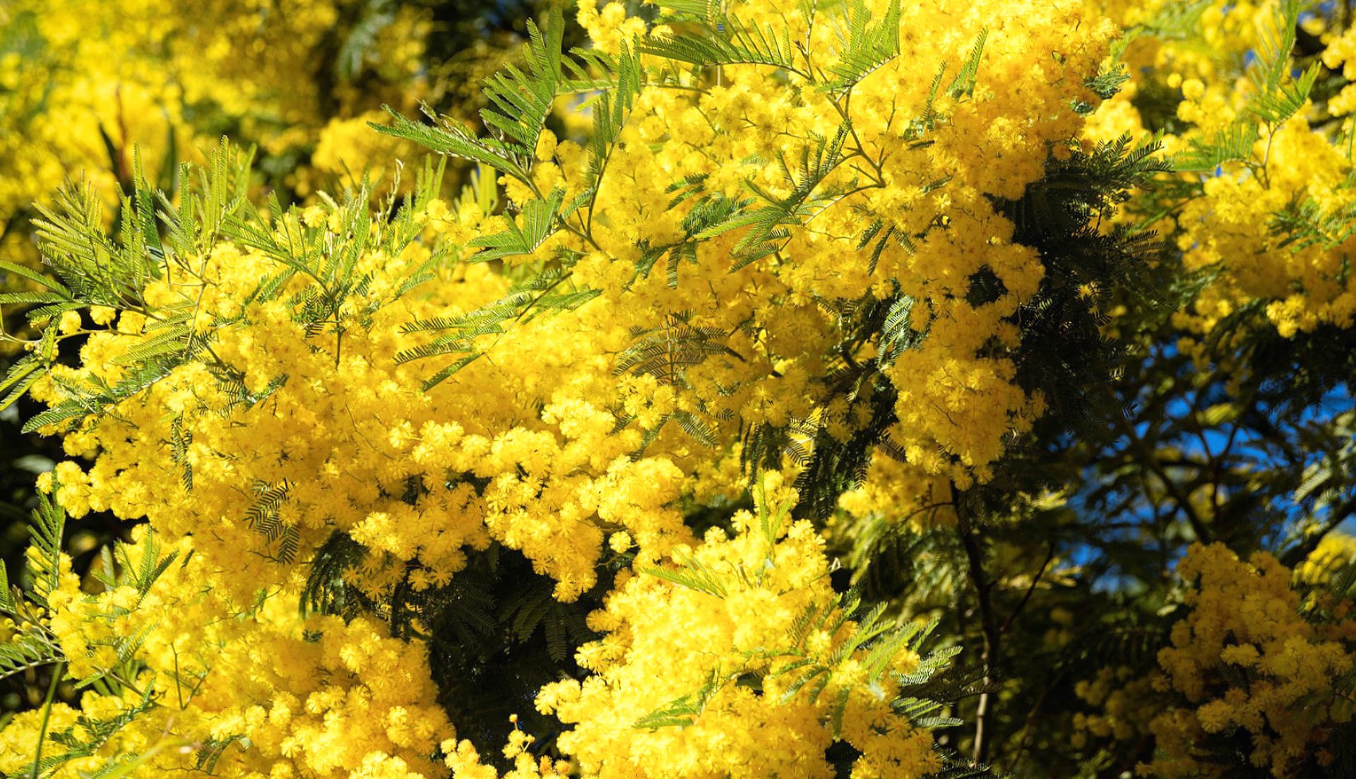 Mimosa at 1152 x 864 size wallpapers HD quality