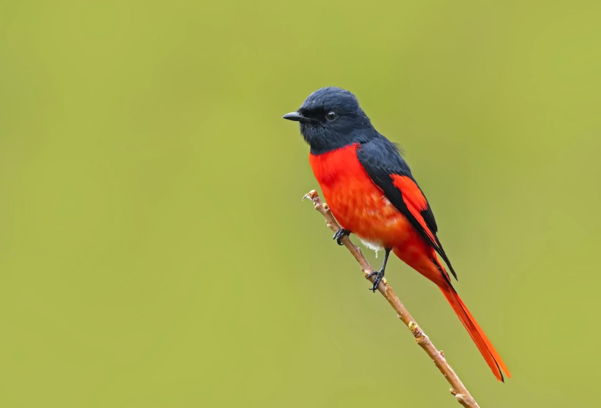 Minivet at 320 x 480 iPhone size wallpapers HD quality