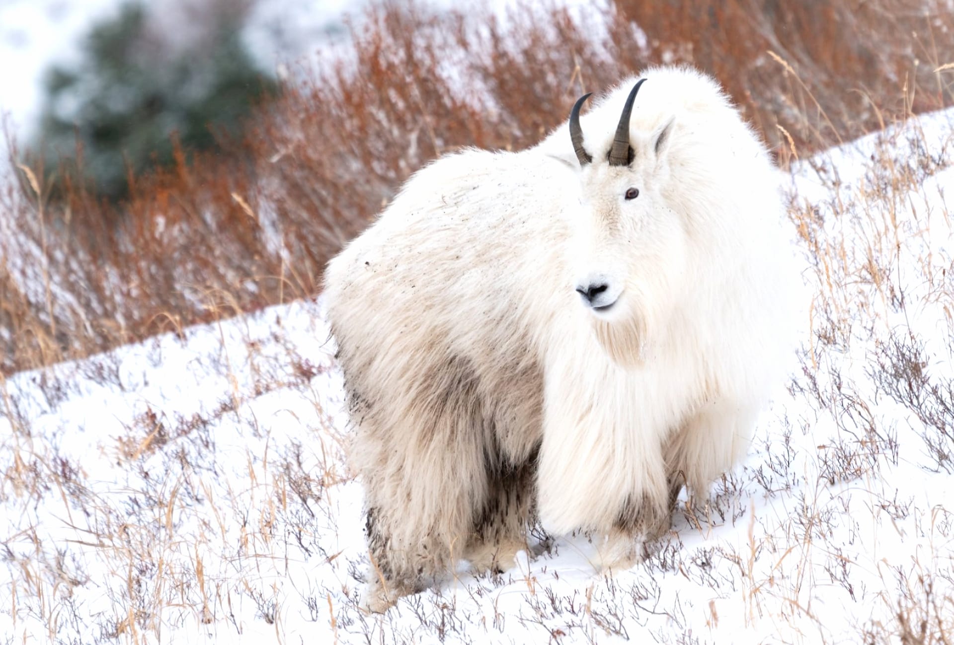 Mountain Goat wallpapers HD quality