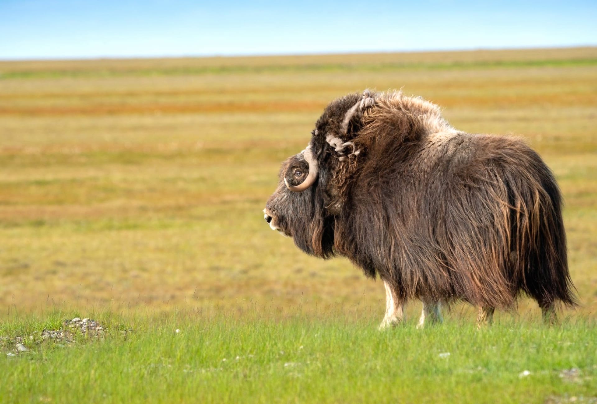 Muskox wallpapers HD quality