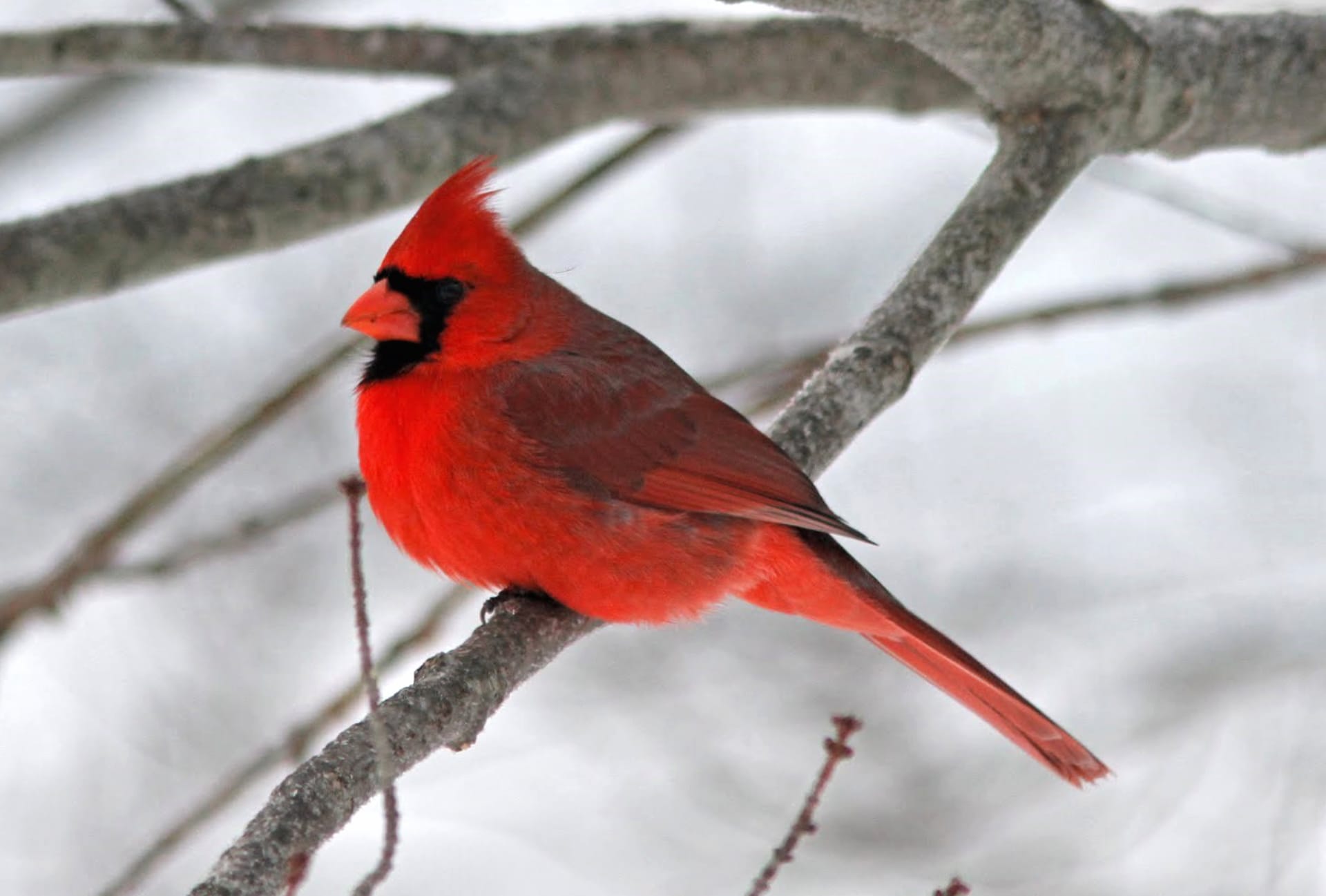 Northern Cardinal at 640 x 960 iPhone 4 size wallpapers HD quality