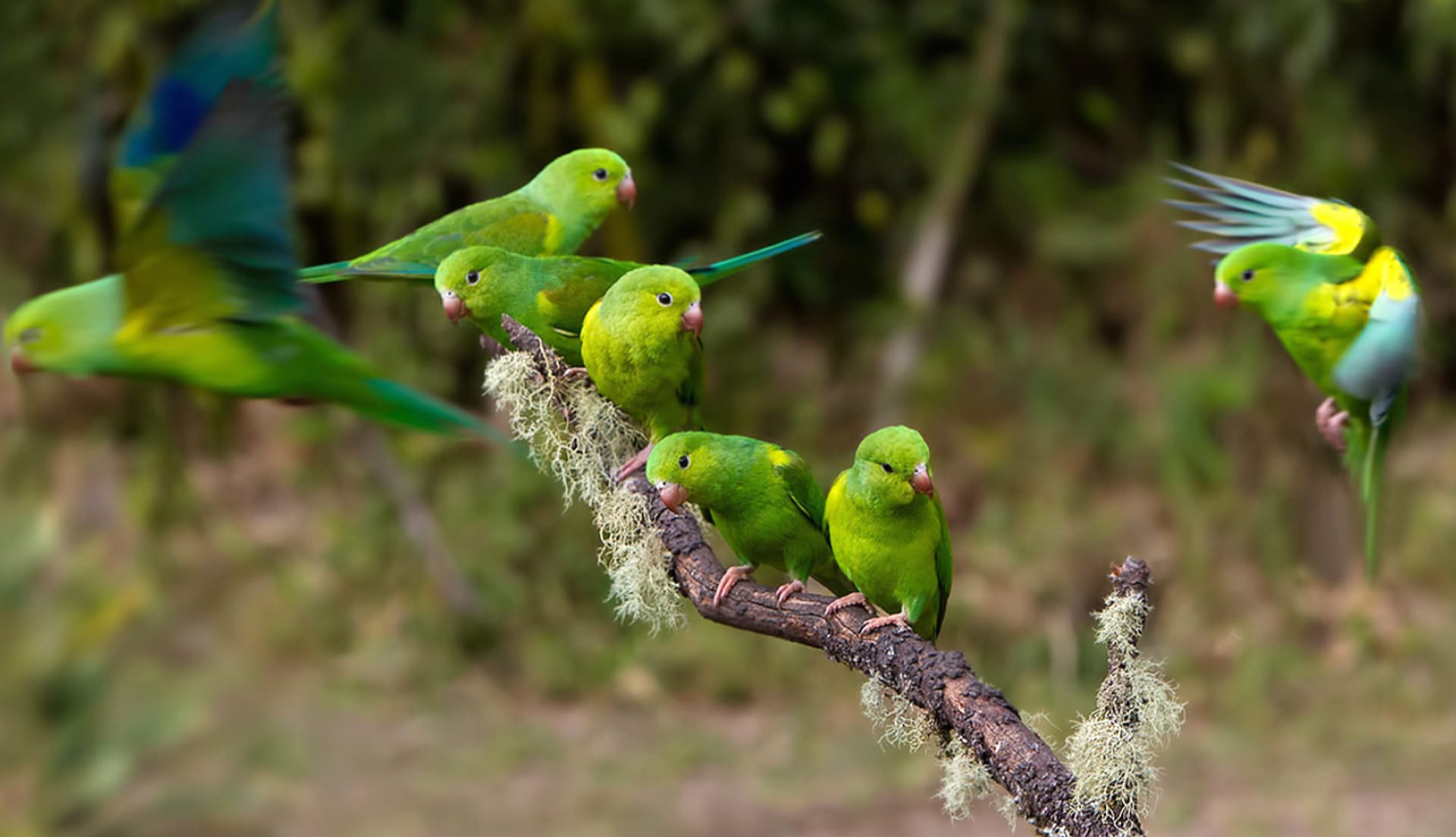 Parakeet wallpapers HD quality