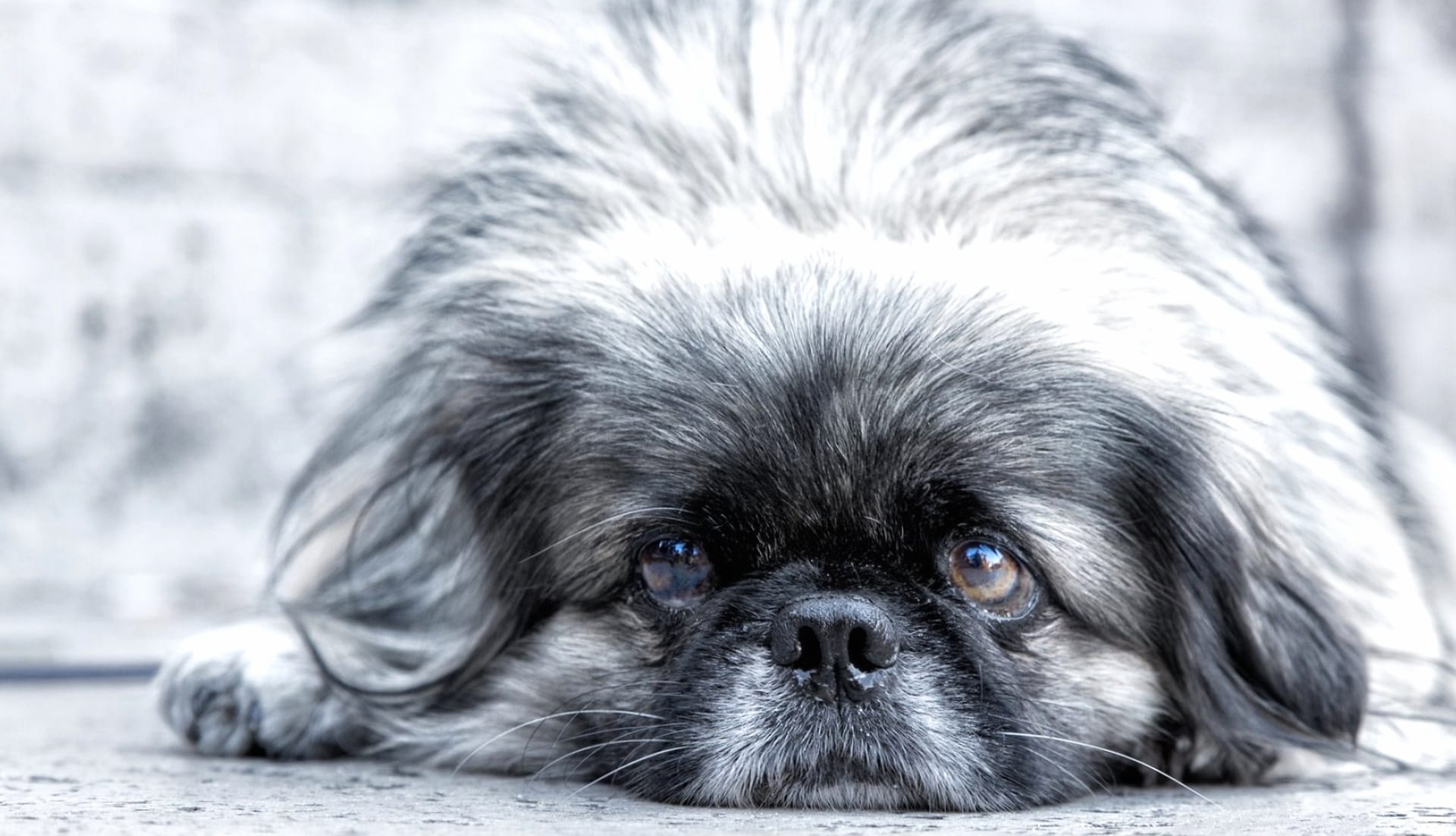 Pekingese at 1280 x 960 size wallpapers HD quality