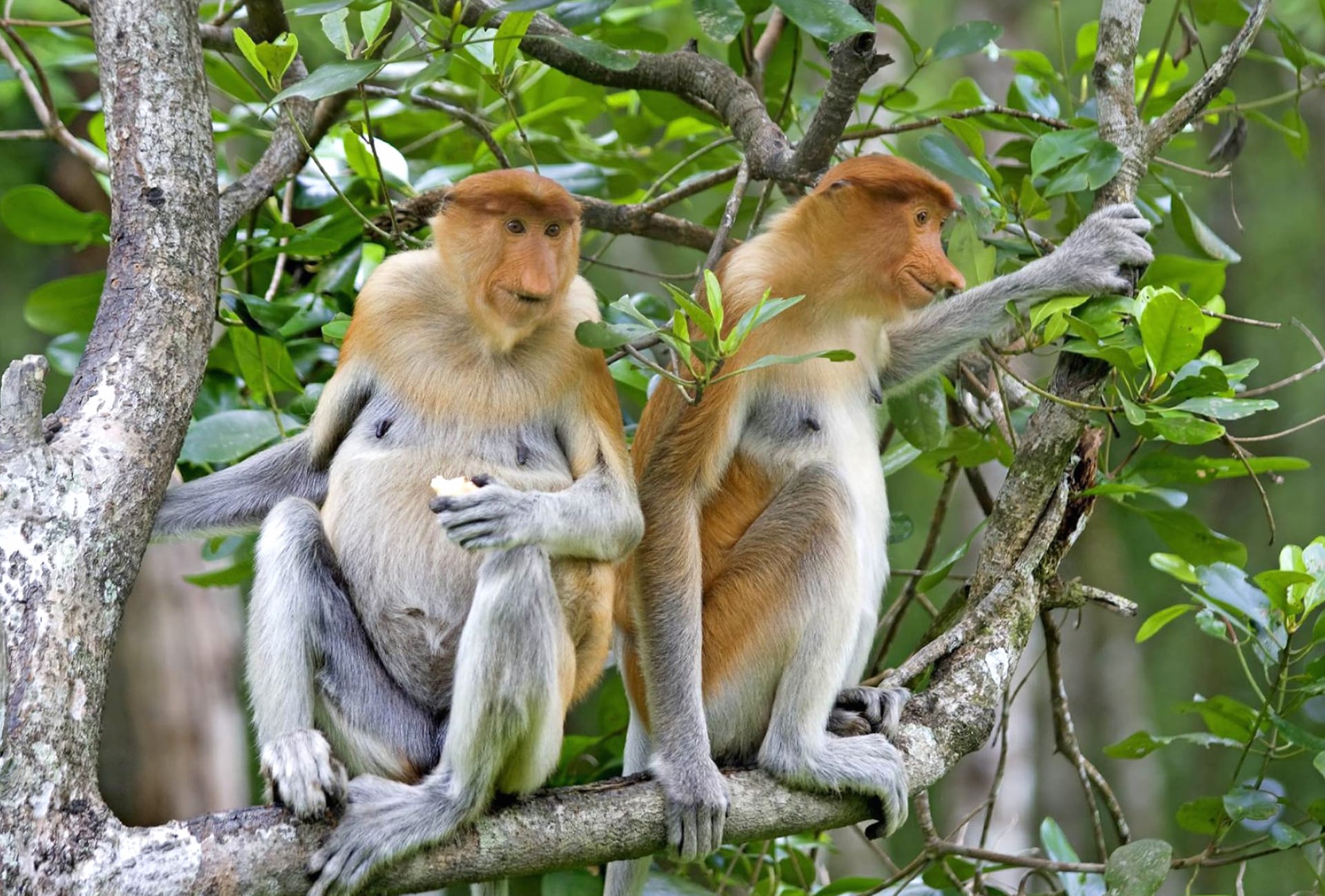 Proboscis Monkey at 640 x 960 iPhone 4 size wallpapers HD quality