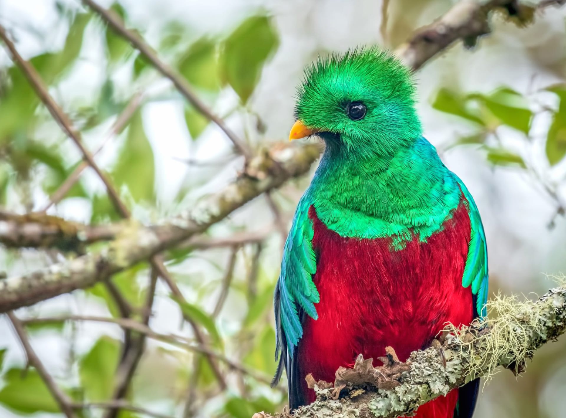 Quetzal wallpapers HD quality