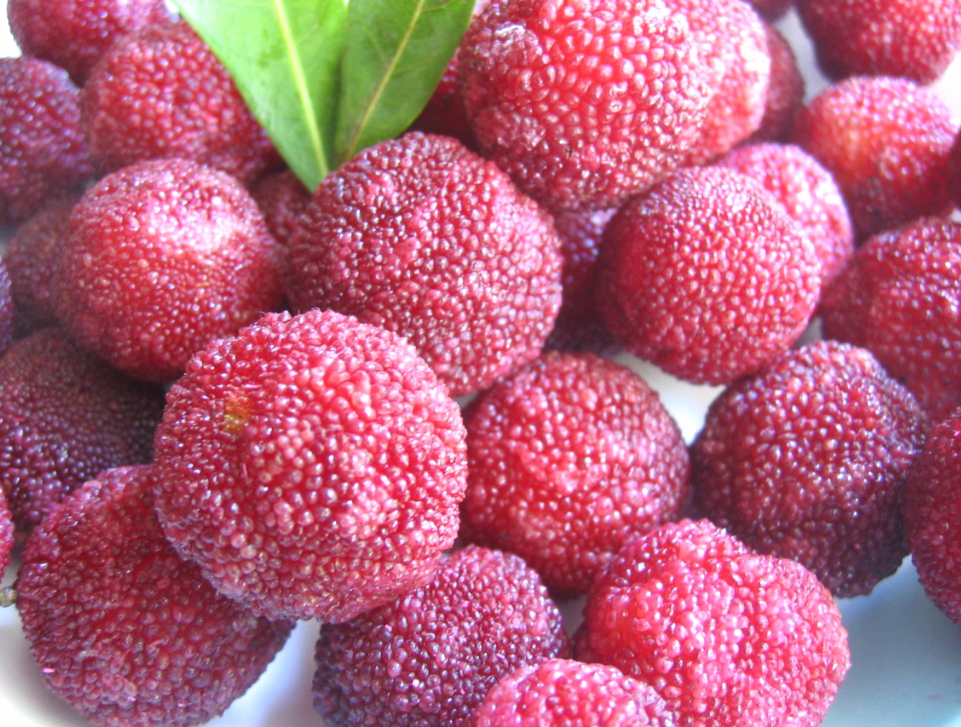 Red Bayberry wallpapers HD quality