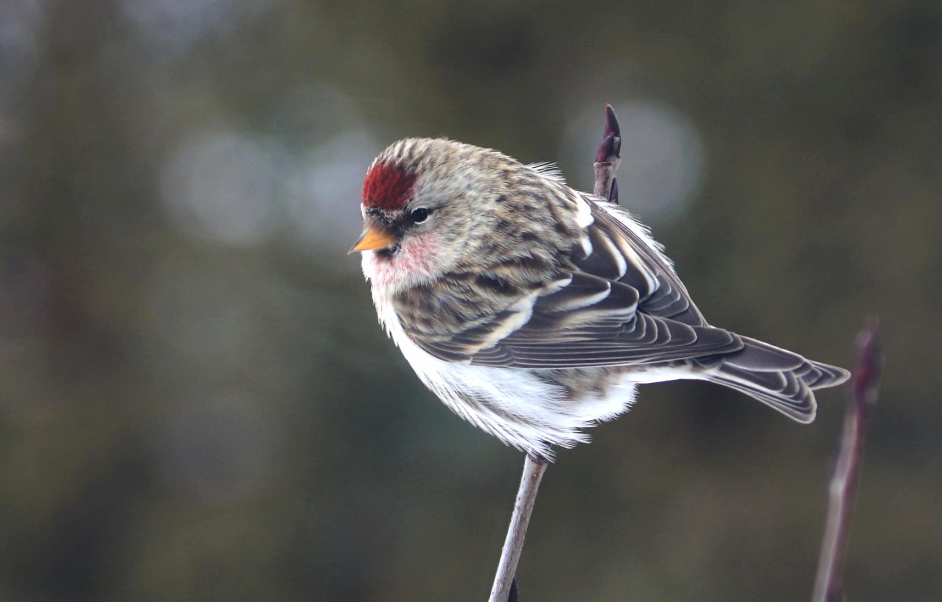 Redpoll at 2048 x 2048 iPad size wallpapers HD quality