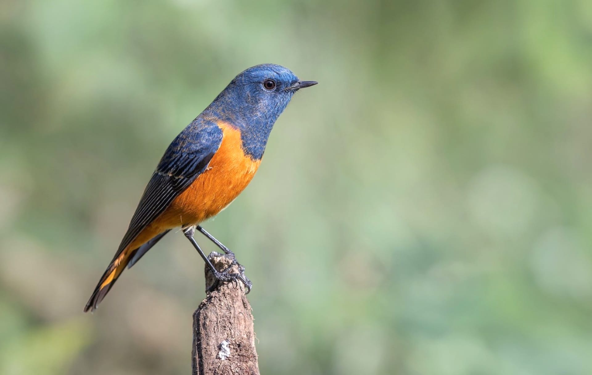 Redstart at 1600 x 1200 size wallpapers HD quality