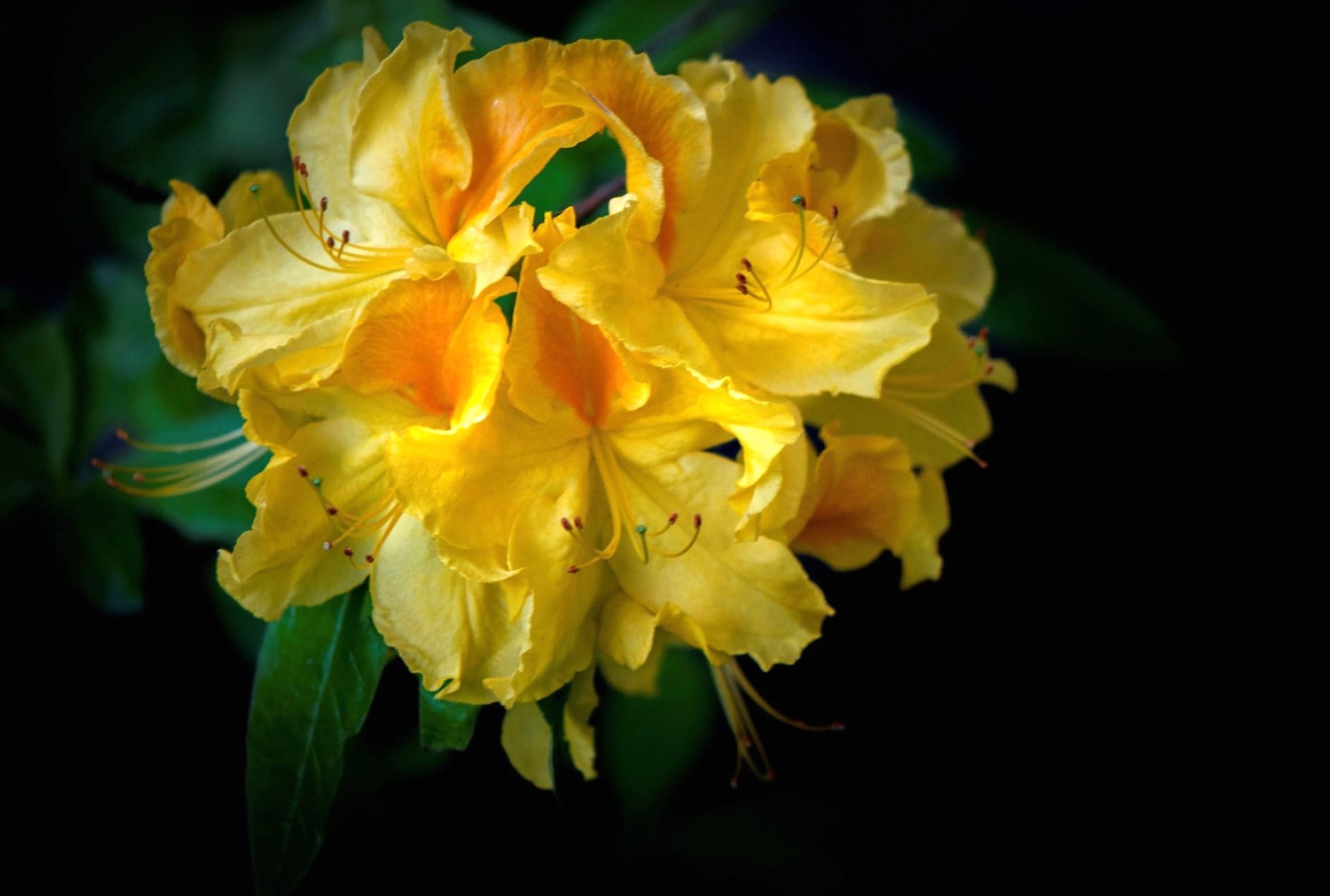 Rhododendron at 1280 x 960 size wallpapers HD quality