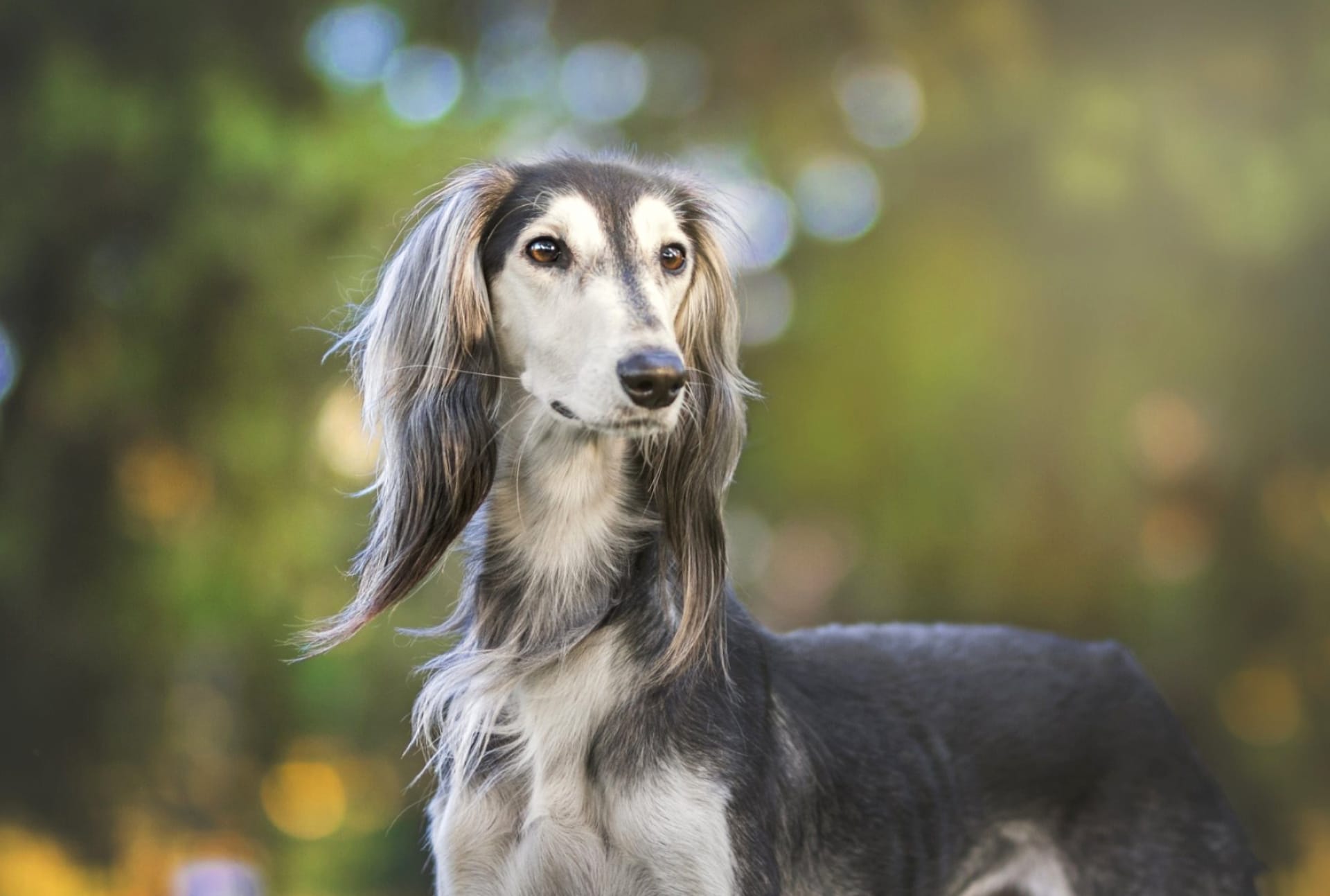 Saluki at 640 x 1136 iPhone 5 size wallpapers HD quality