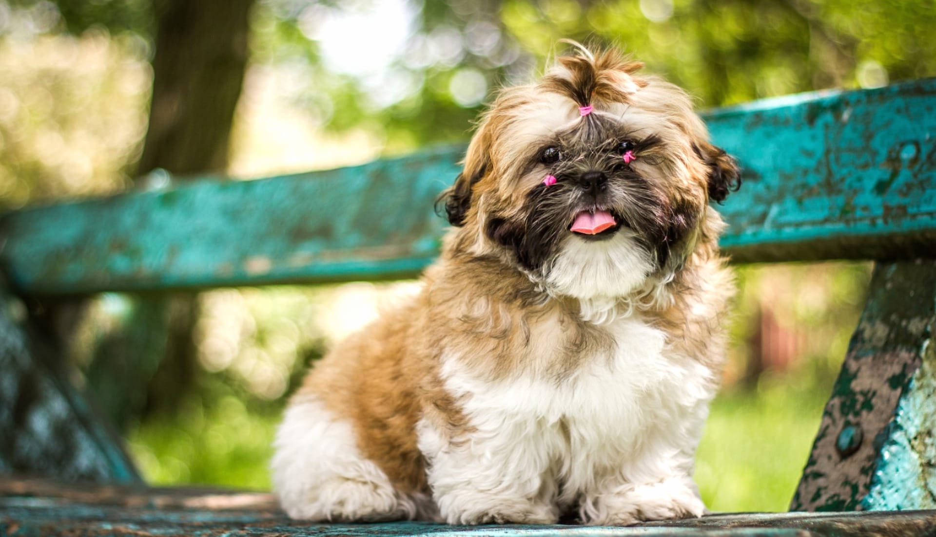 Shih Tzu at 750 x 1334 iPhone 6 size wallpapers HD quality