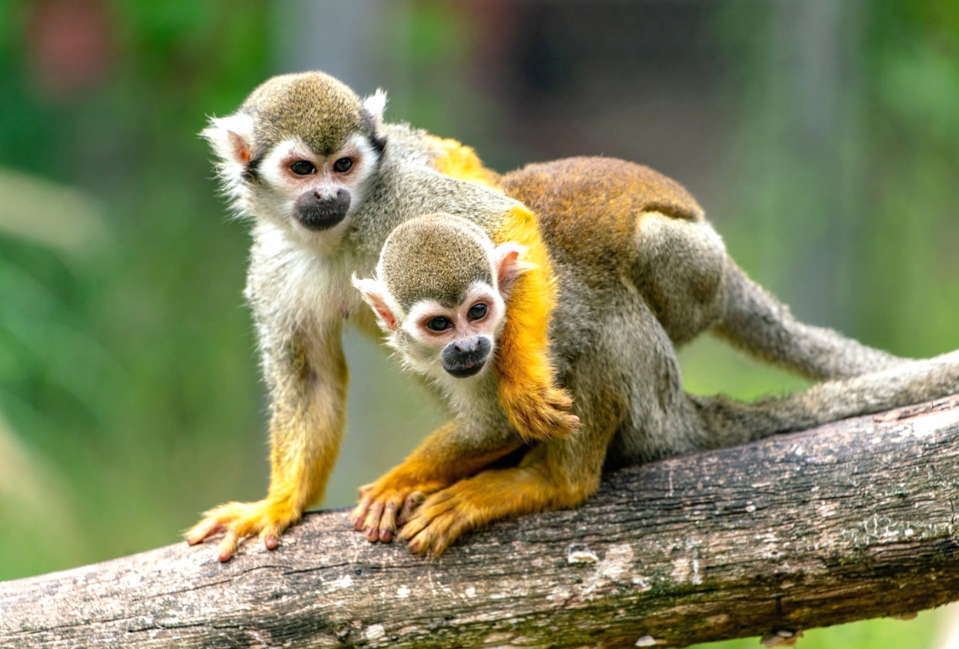 Squirrel monkey wallpapers HD quality