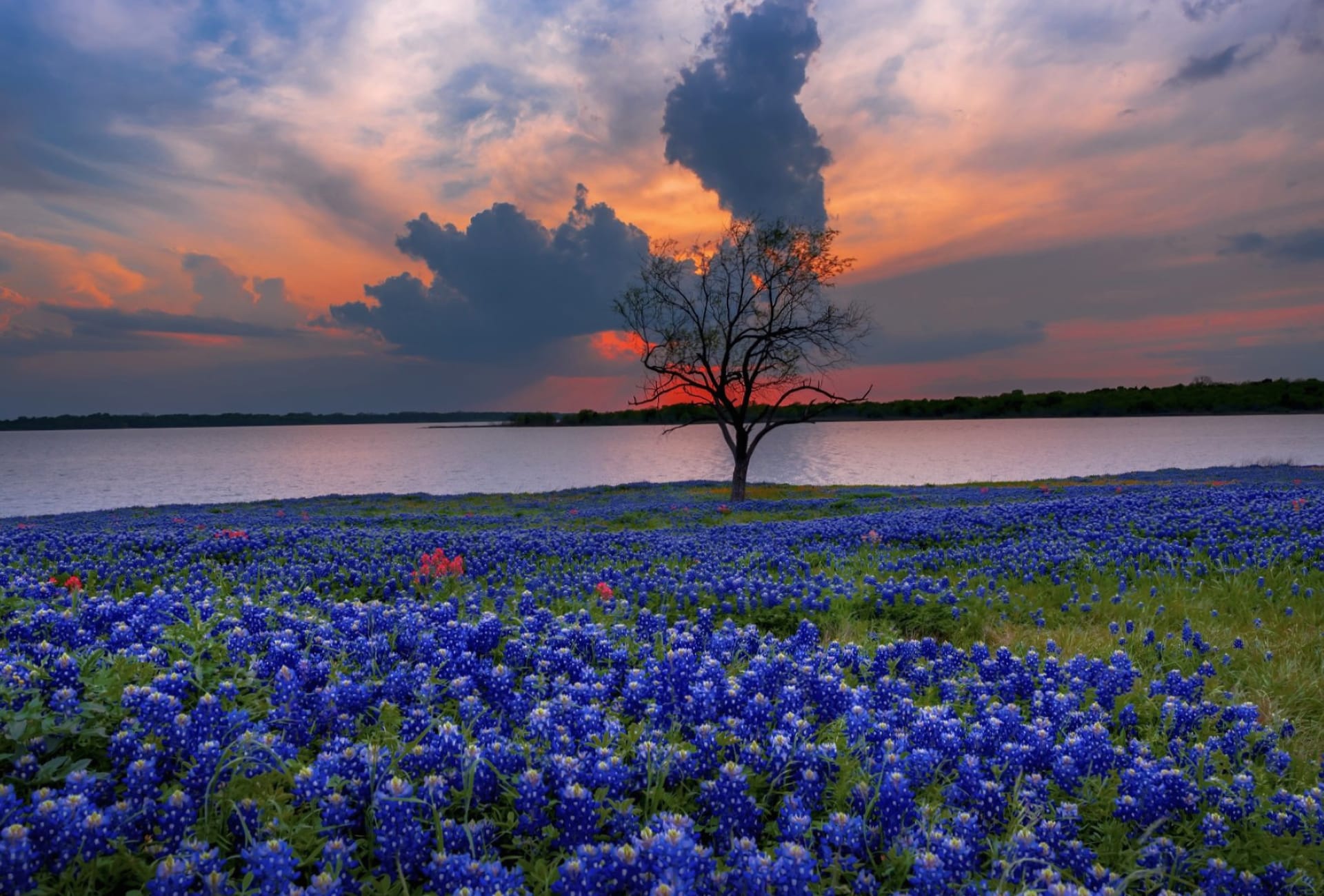 Texas Bluebonnets wallpapers HD quality
