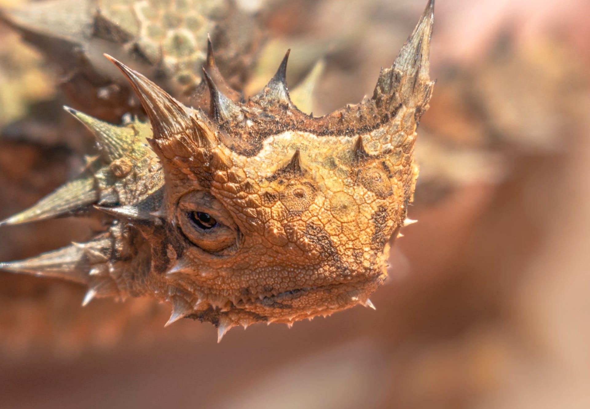 Thorny Devil at 2048 x 2048 iPad size wallpapers HD quality