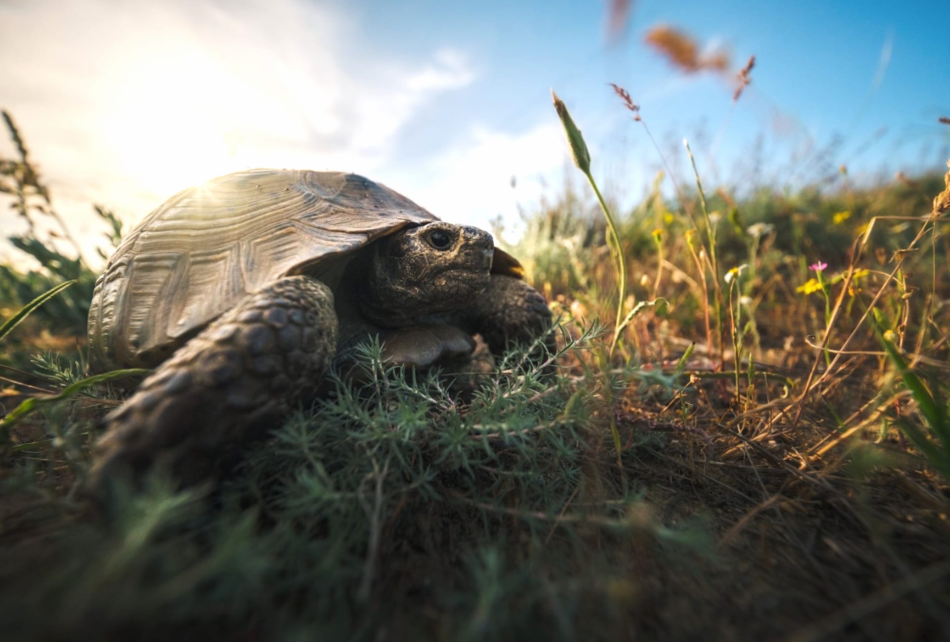 Tortoise Wallpaper HD Download