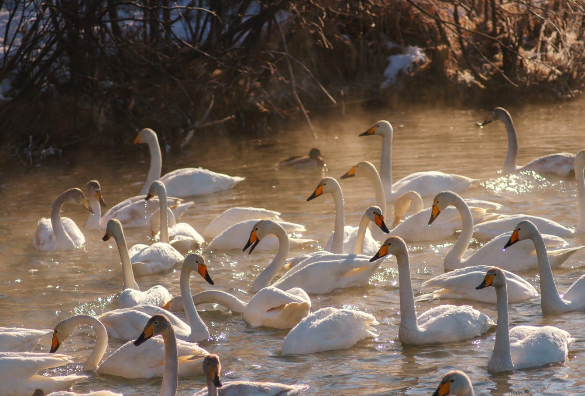 Tundra swan at 320 x 480 iPhone size wallpapers HD quality