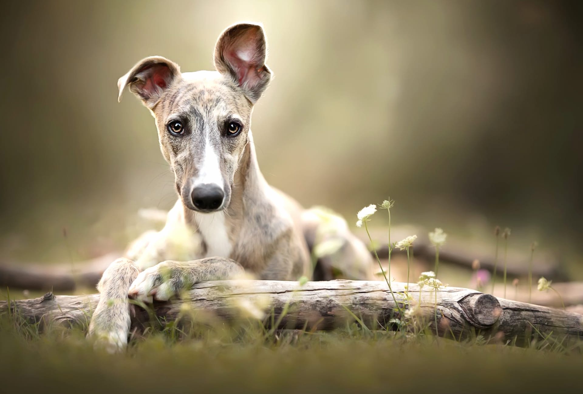 Whippet at 1024 x 1024 iPad size wallpapers HD quality