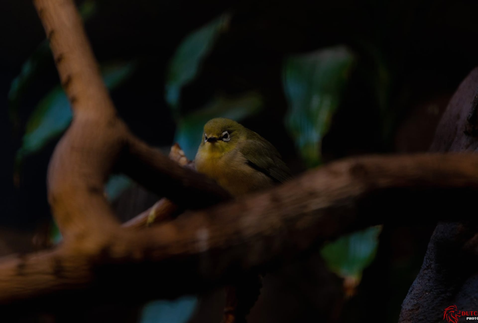 White-eye at 1600 x 1200 size wallpapers HD quality