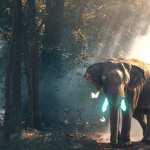 Asian Elephant photos