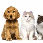 Cat Dog free wallpapers