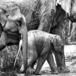 Asian Elephant free